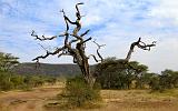 TANZANIA - Serengeti National Park - 416